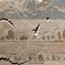 Tempelrelief: landscape with animals of the desert and Nile fish
